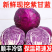 紫甘蓝产地一手货源支持视频看货打款发货