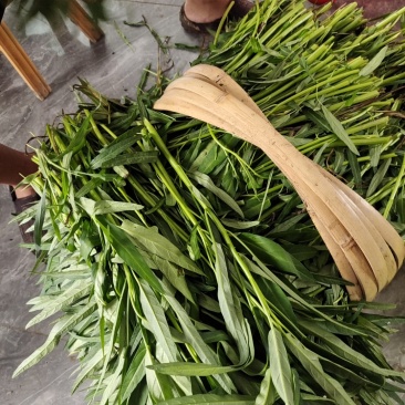 柳叶空心菜，农家自种，干净新鲜，每天100斤至300斤