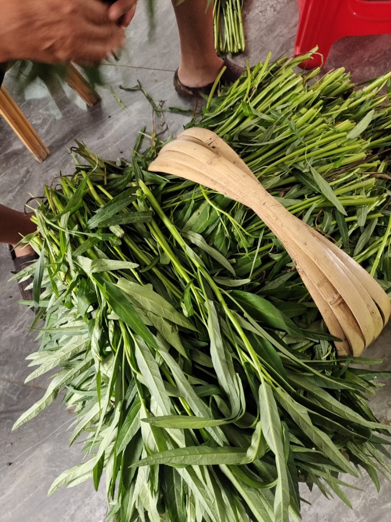 柳叶空心菜，农家自种，干净新鲜，每天100斤至300斤