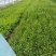 柳叶空心菜，农家自种，干净新鲜，每天100斤至300斤