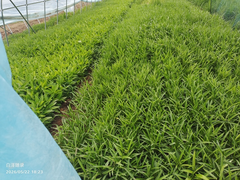 柳叶空心菜，农家自种，干净新鲜，每天100斤至300斤