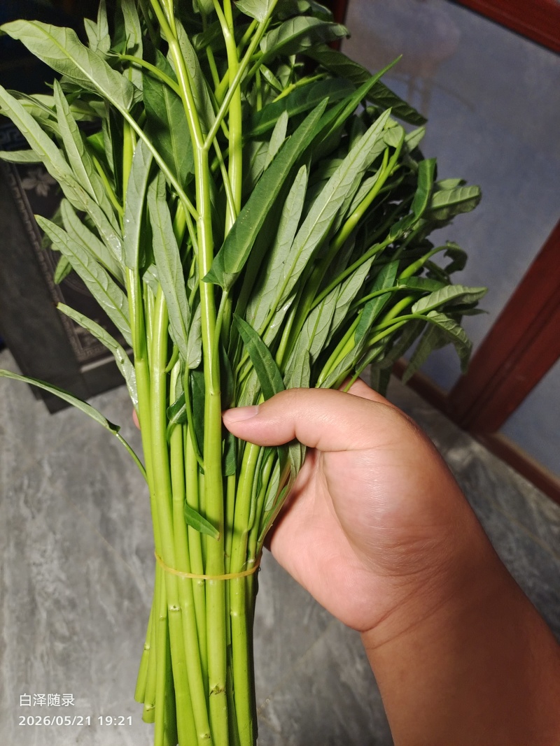柳叶空心菜，农家自种，干净新鲜，每天100斤至300斤