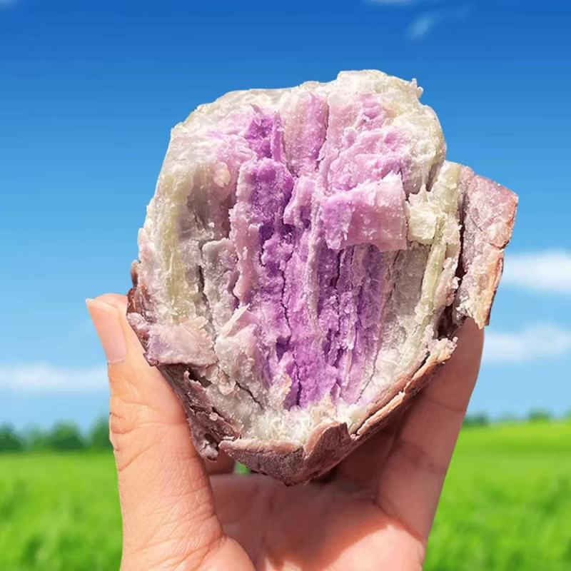一点红阳江海边沙地红薯粉糯香甜原生态包邮