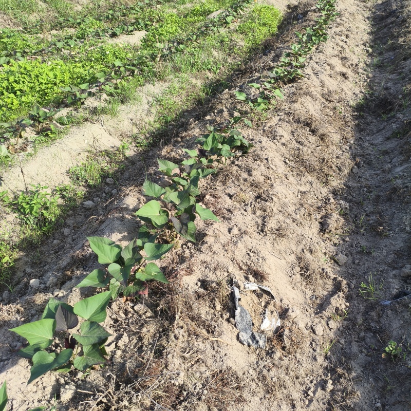 一点红阳江海边沙地红薯粉糯香甜原生态包邮