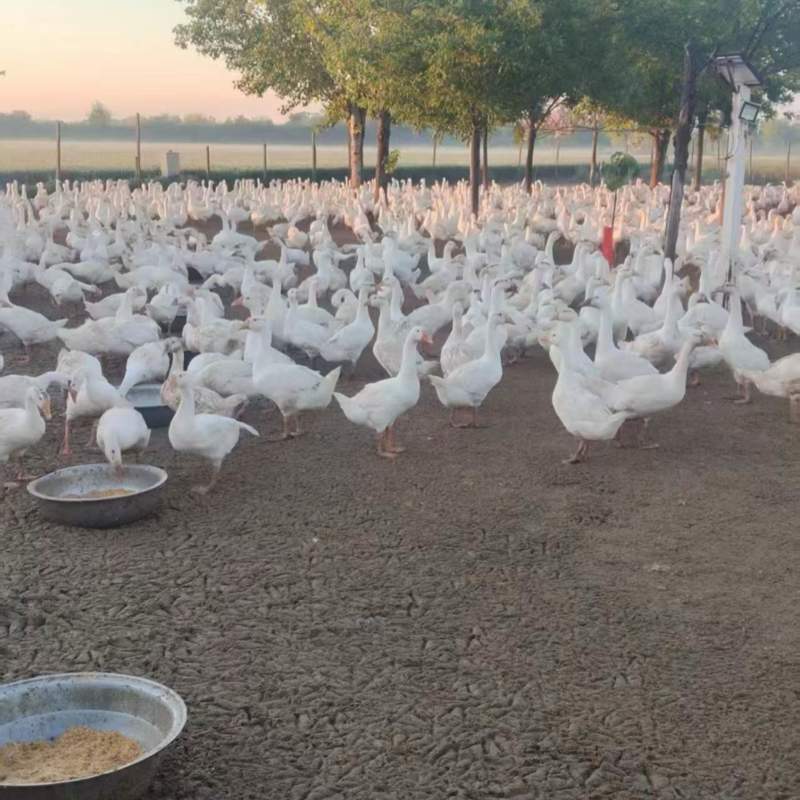 江西三花鹅基地直发全年供应量大价优可视频看货