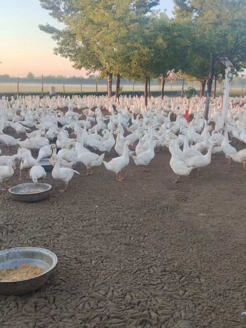 江西三花鹅基地直发全年供应量大价优可视频看货
