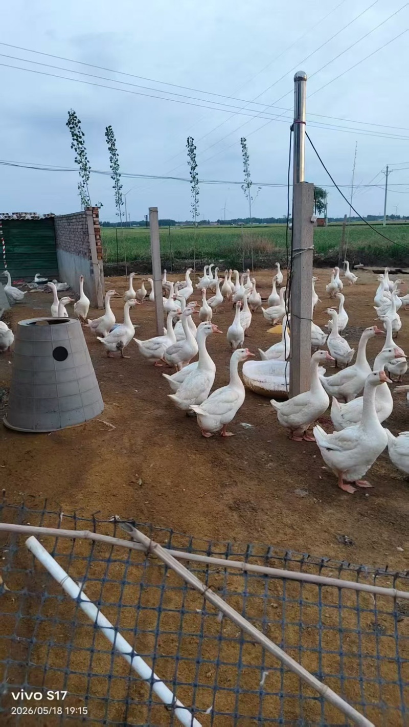 江西三花鹅基地直发全年供应量大价优可视频看货