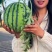 河南美都8424西瓜，一手货源，电商市场，代收代发全国！