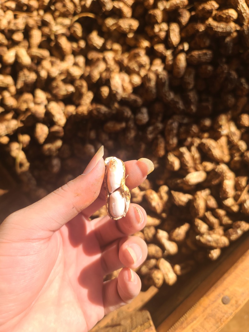 精选优质花生，颗粒饱满，产地直供，大量有货