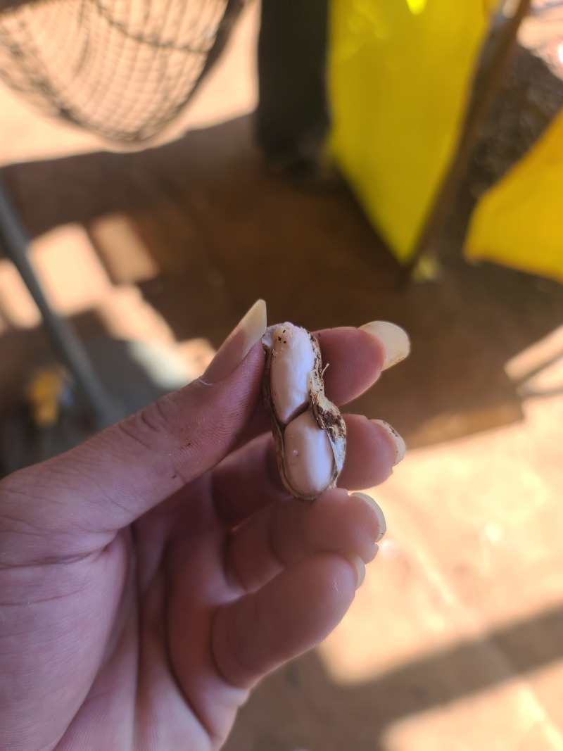 精选优质花生，颗粒饱满，产地直供，大量有货