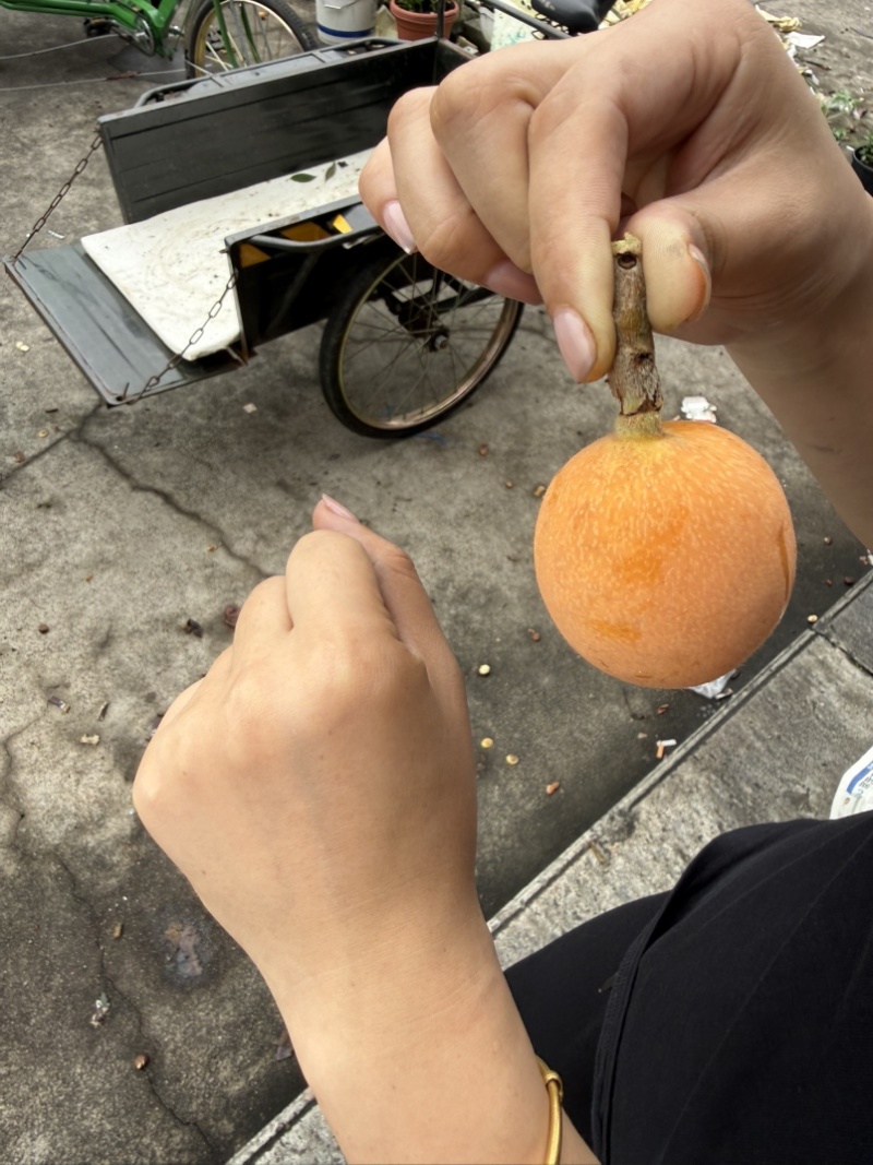 台州枇杷、黄岩枇杷，精品枇杷，活动枇杷，大红袍、白沙