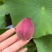 品种荷花30盆、360盆基地有量，欢迎来一亩田订购。
