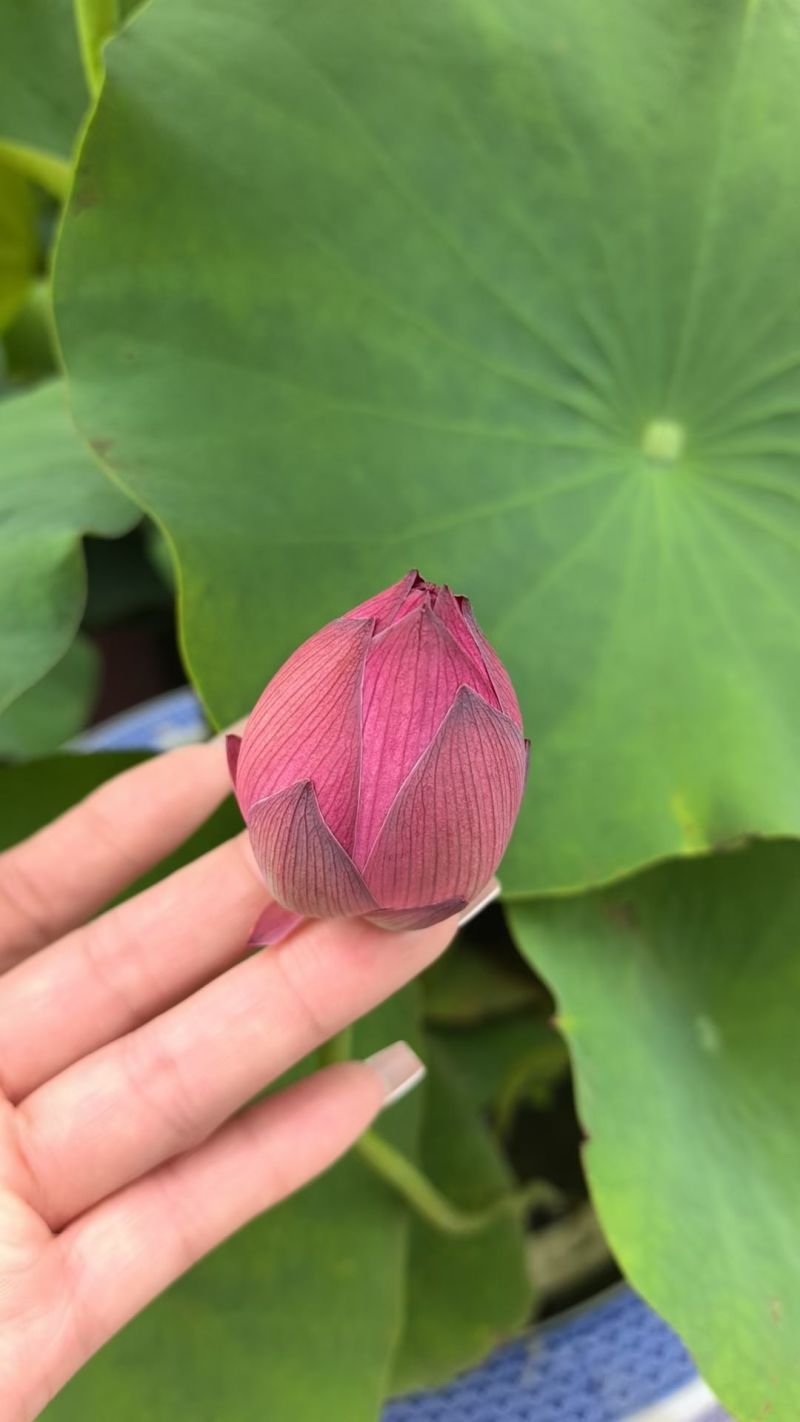 品种荷花30盆、360盆基地有量，欢迎来一亩田订购。