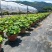 品种荷花30盆、360盆基地有量，欢迎来一亩田订购。