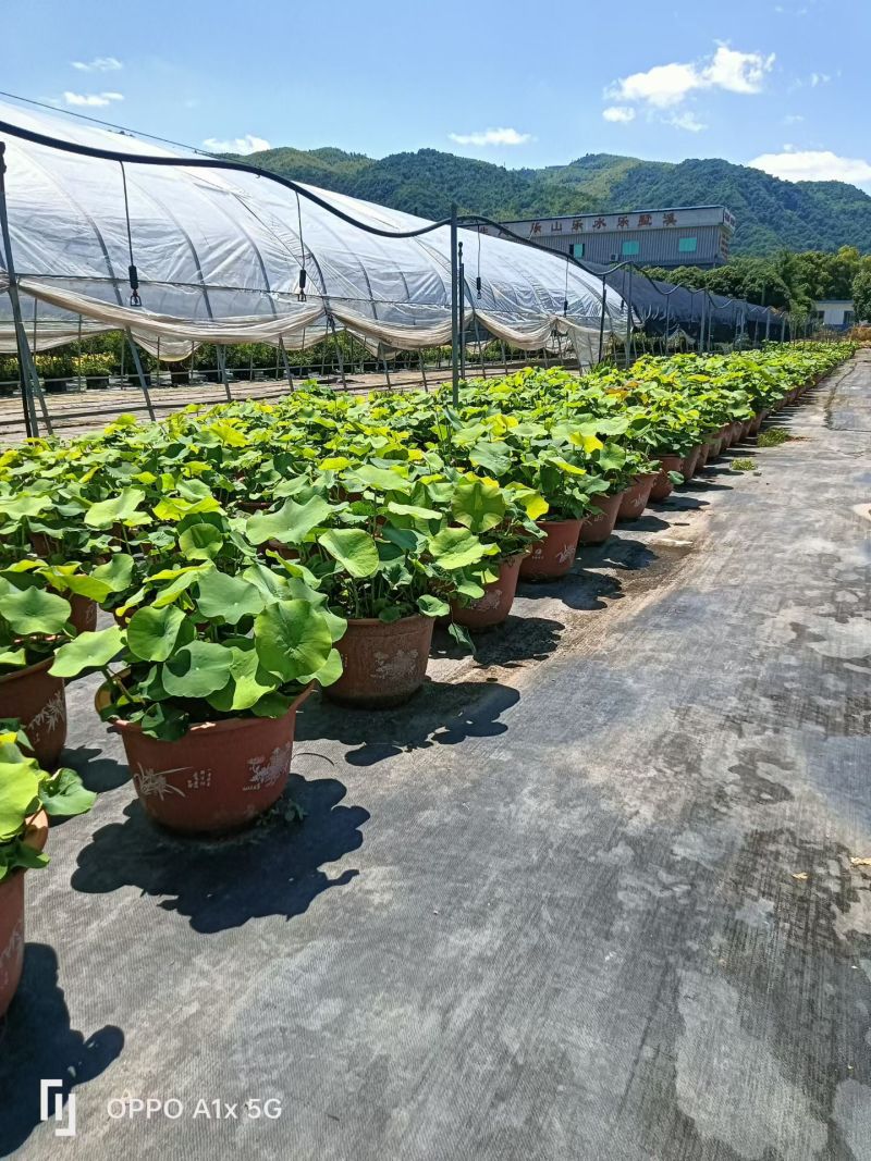 品种荷花30盆、360盆基地有量，欢迎来一亩田订购。