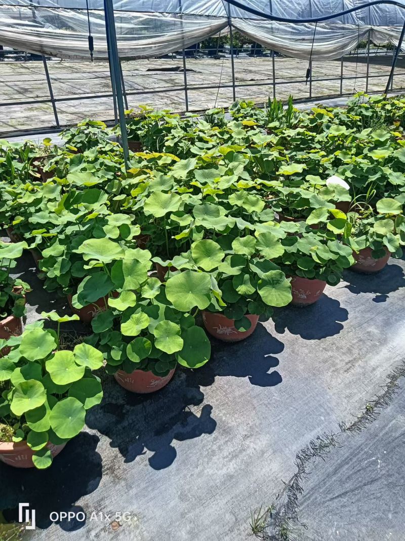 品种荷花30盆、360盆基地有量，欢迎来一亩田订购。