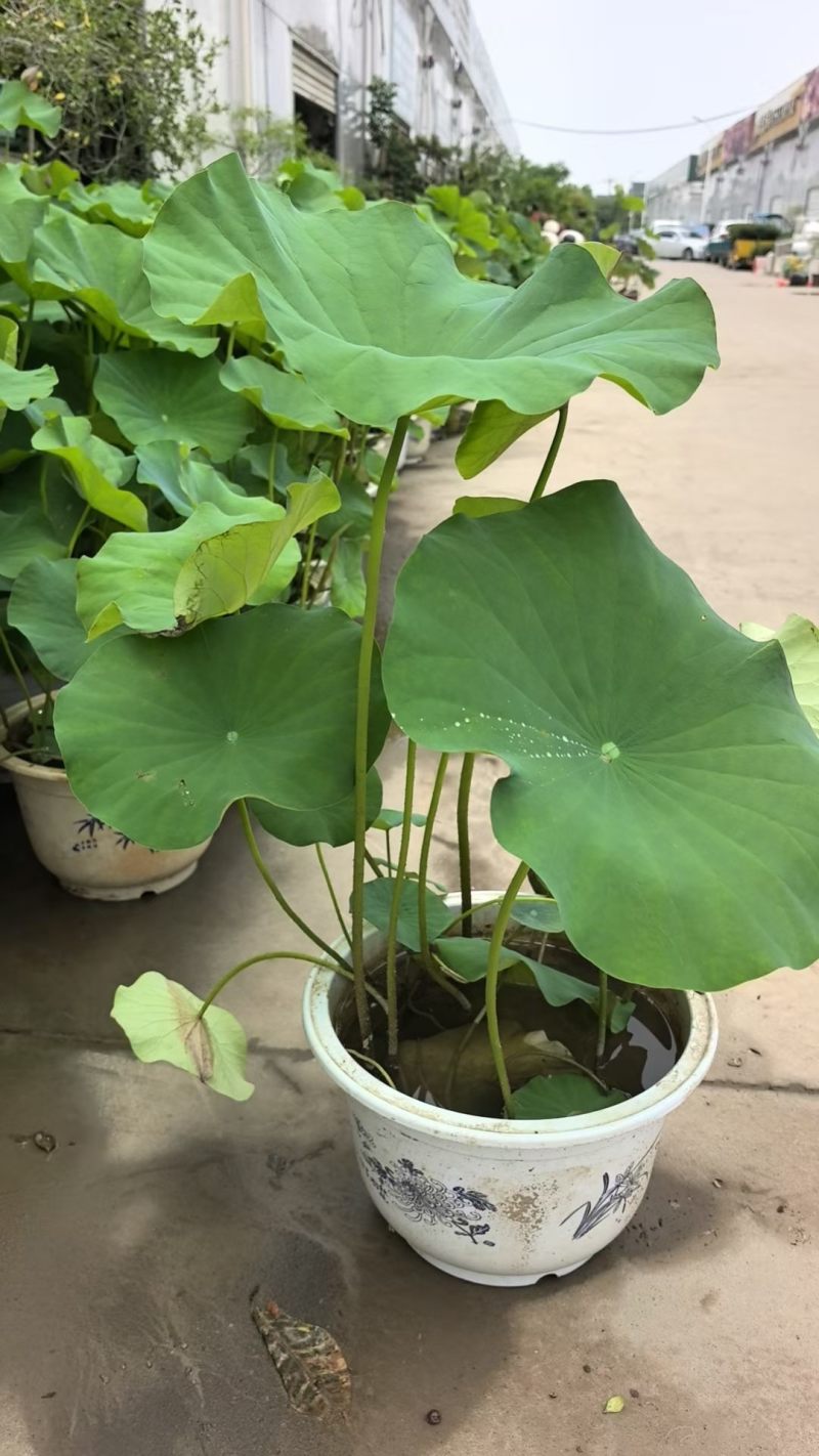 品种荷花30盆、360盆基地有量，欢迎来一亩田订购。