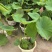 品种荷花30盆、360盆基地有量，欢迎来一亩田订购。