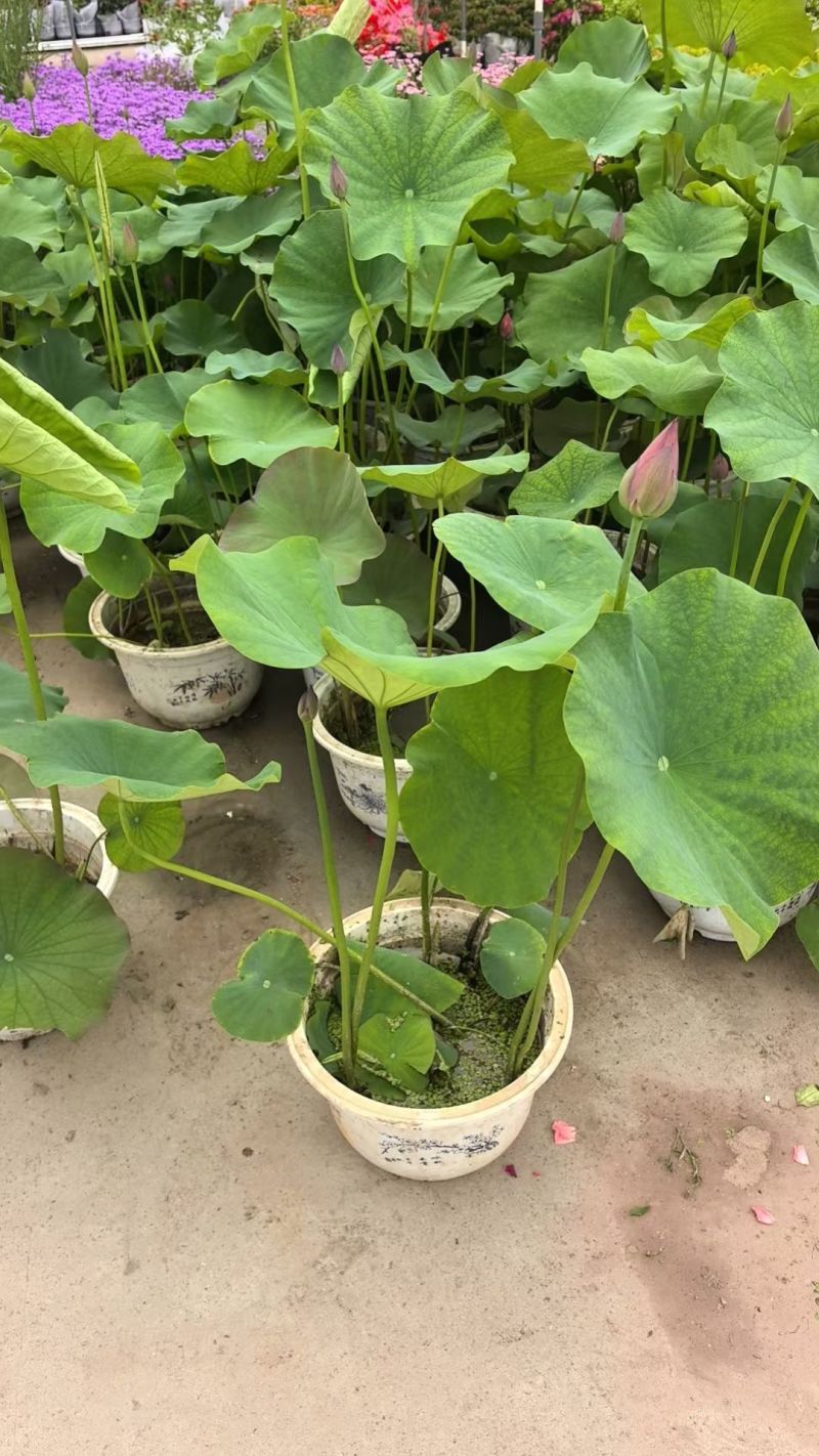品种荷花30盆、360盆基地有量，欢迎来一亩田订购。