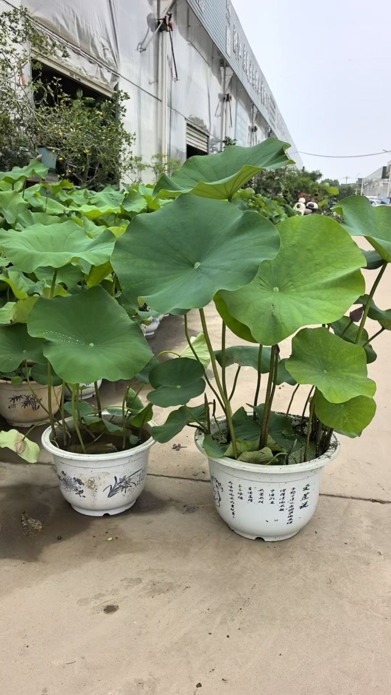 品种荷花30盆、360盆基地有量，欢迎来一亩田订购。