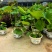 品种荷花30盆、360盆基地有量，欢迎来一亩田订购。