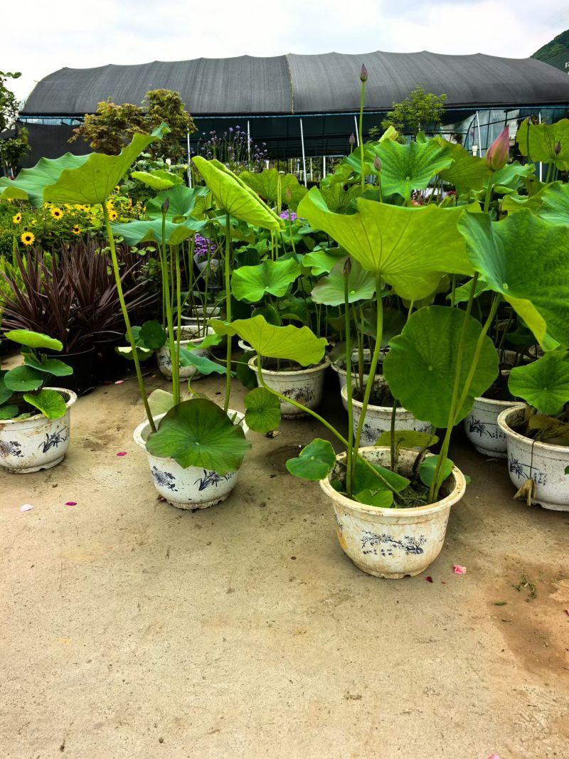 品种荷花30盆、360盆基地有量，欢迎来一亩田订购。