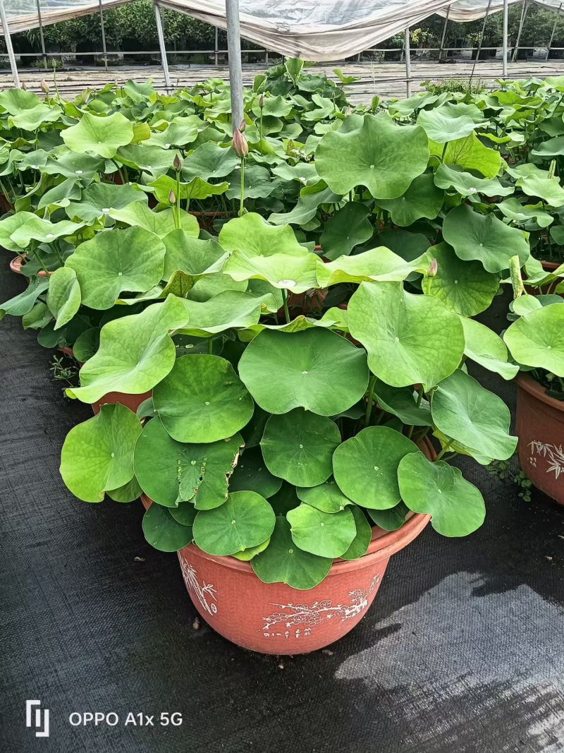 品种荷花30盆、360盆基地有量，欢迎来一亩田订购。