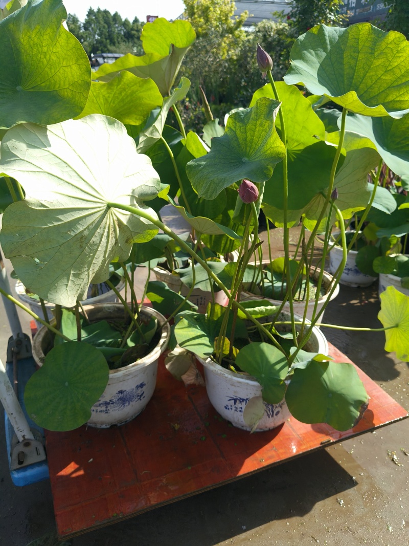 品种荷花30盆、360盆基地有量，欢迎来一亩田订购。