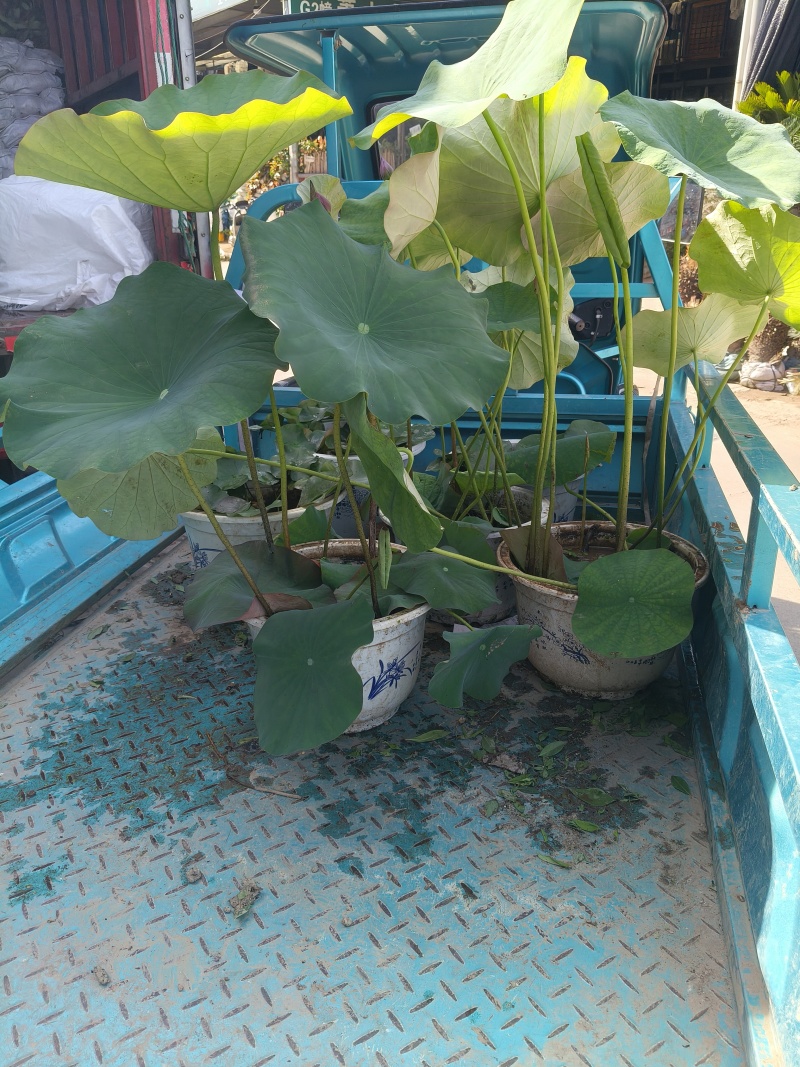 品种荷花30盆、360盆基地有量，欢迎来一亩田订购。