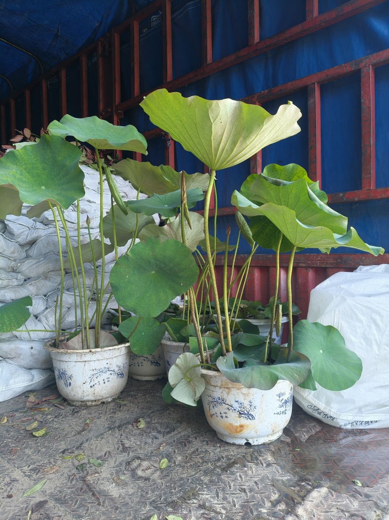 品种荷花30盆、360盆基地有量，欢迎来一亩田订购。