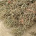 云南野生车前草干货又叫蛤蟆草干货要多少可以直接下单