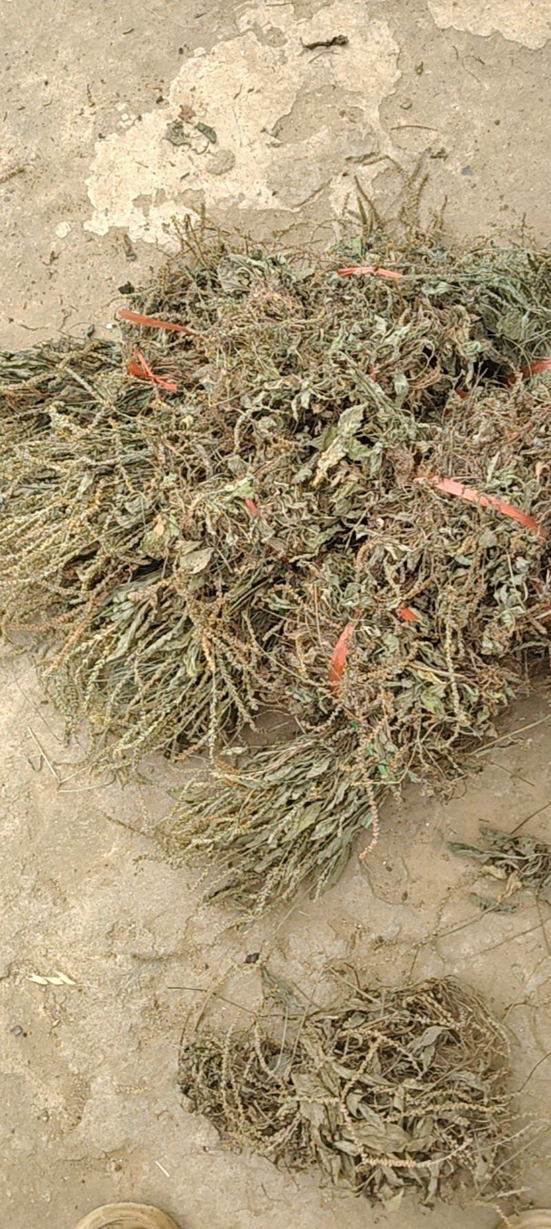 云南野生车前草干货又叫蛤蟆草干货要多少可以直接下单