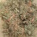 云南野生车前草干货又叫蛤蟆草干货要多少可以直接下单