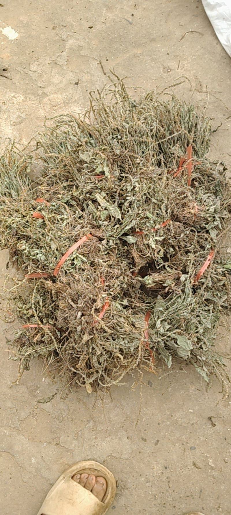 云南野生车前草干货又叫蛤蟆草干货要多少可以直接下单