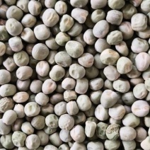 中豌九号、六号干豌豆籽大量有货