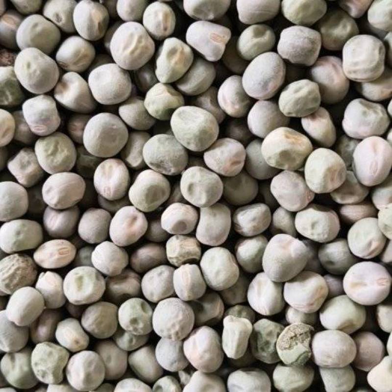 中豌九号、六号干豌豆籽大量有货