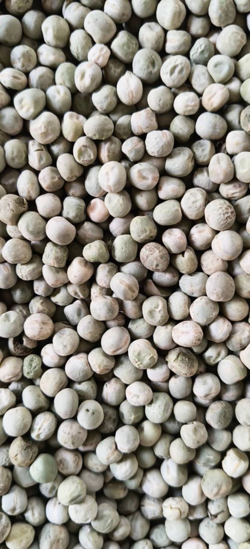 中豌九号、六号干豌豆籽大量有货