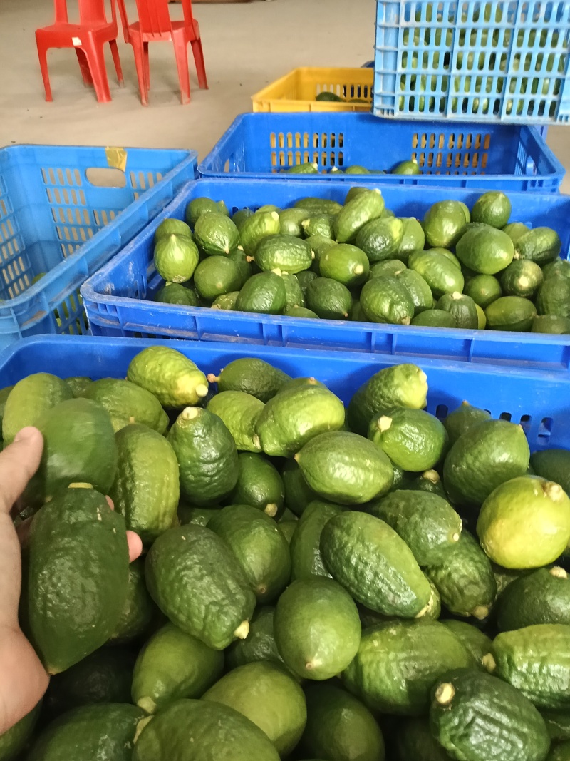 广东香水柠檬二级果，口感稳定价格美丽长期不断货。
