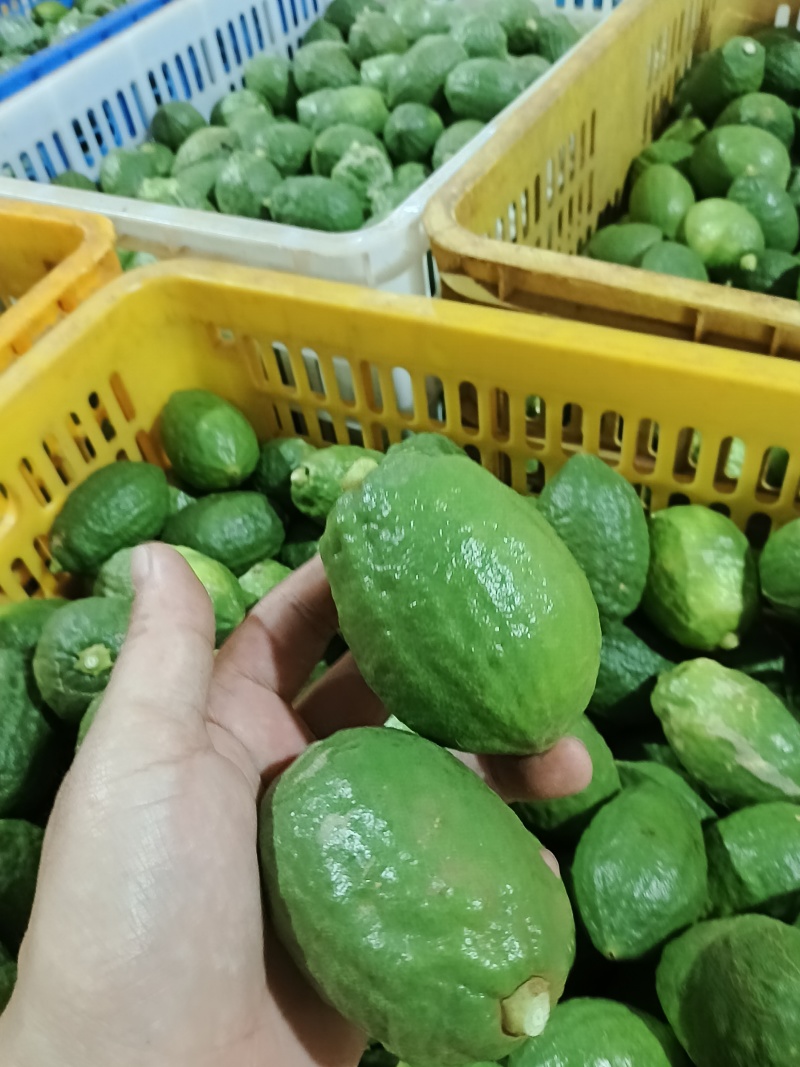 广东香水柠檬二级果，口感稳定价格美丽长期不断货。