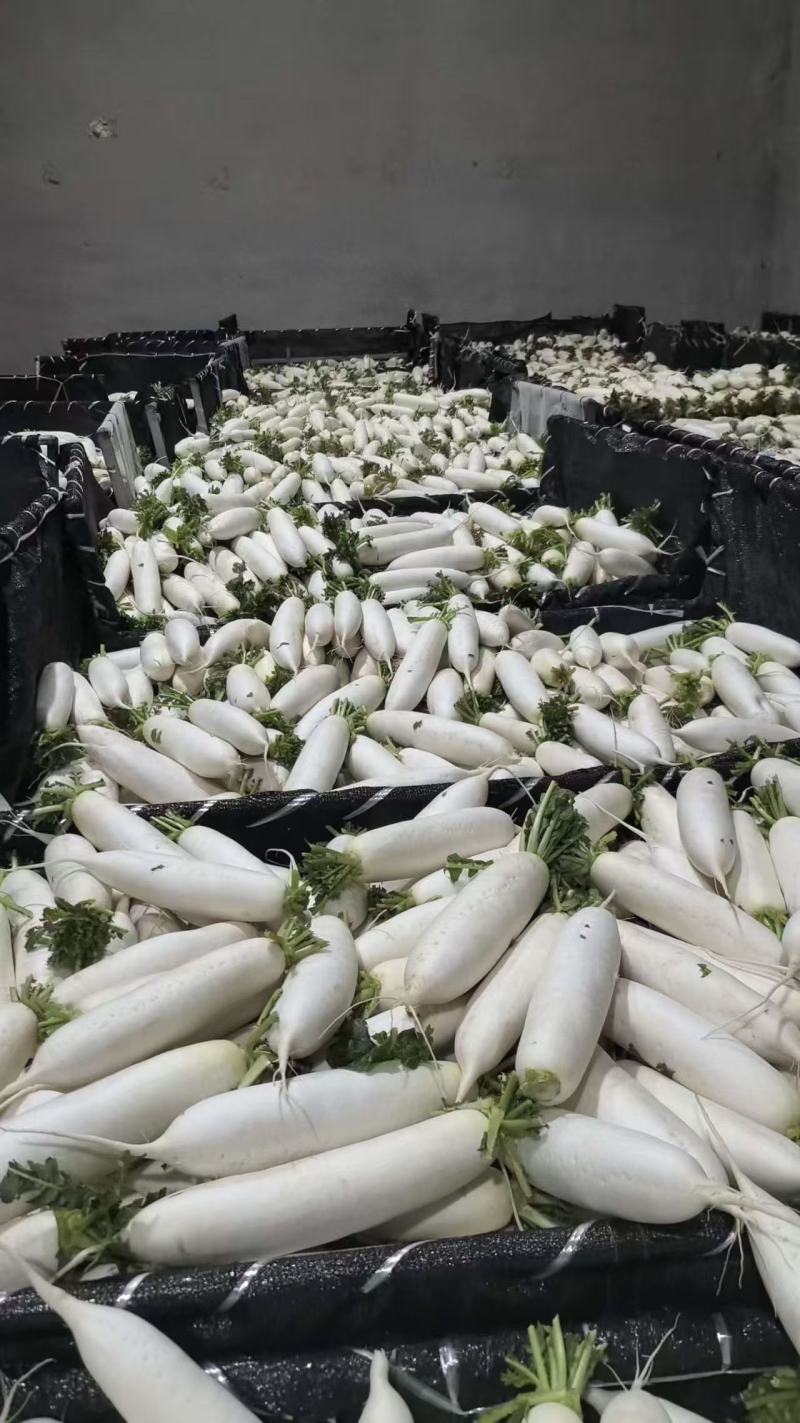 土萝卜水洗萝卜大量有货