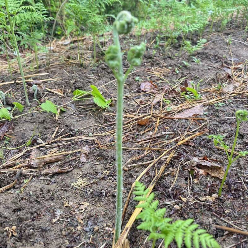 蕨菜根苗