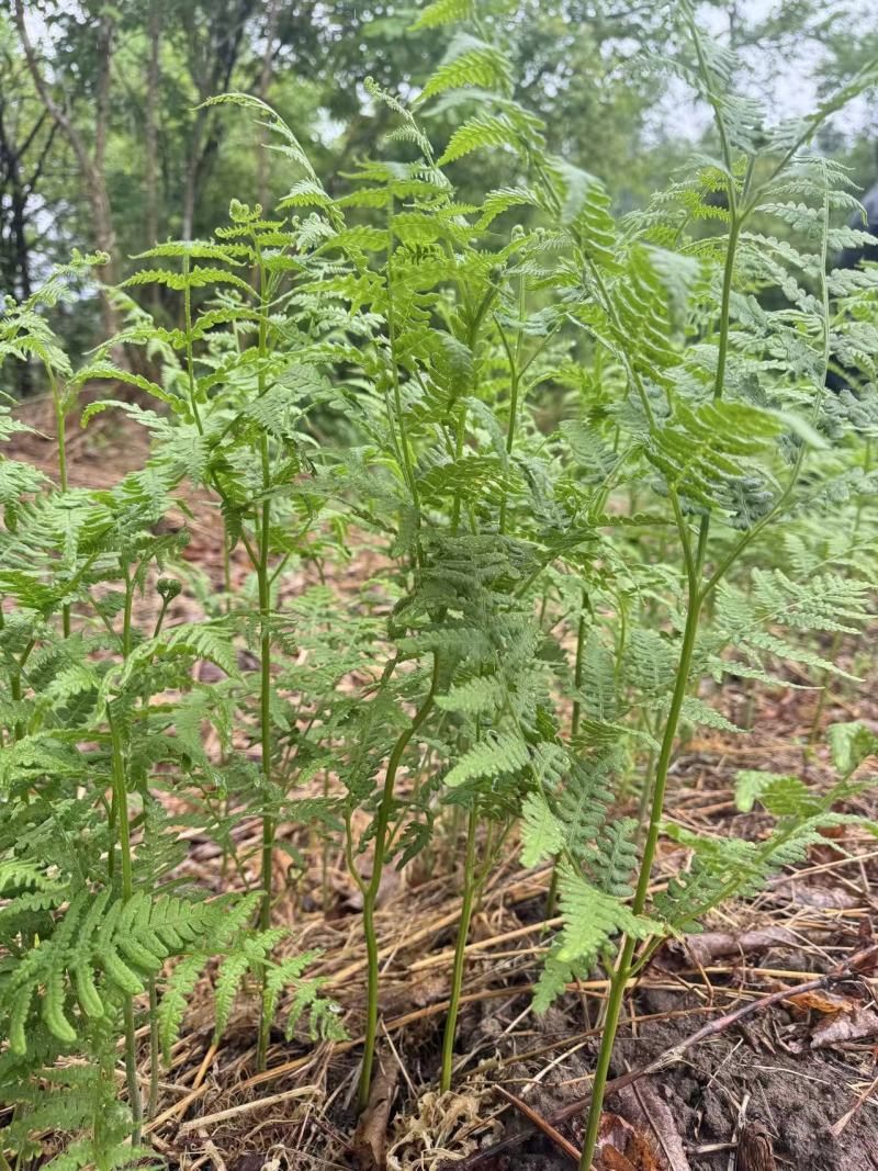 蕨菜根苗