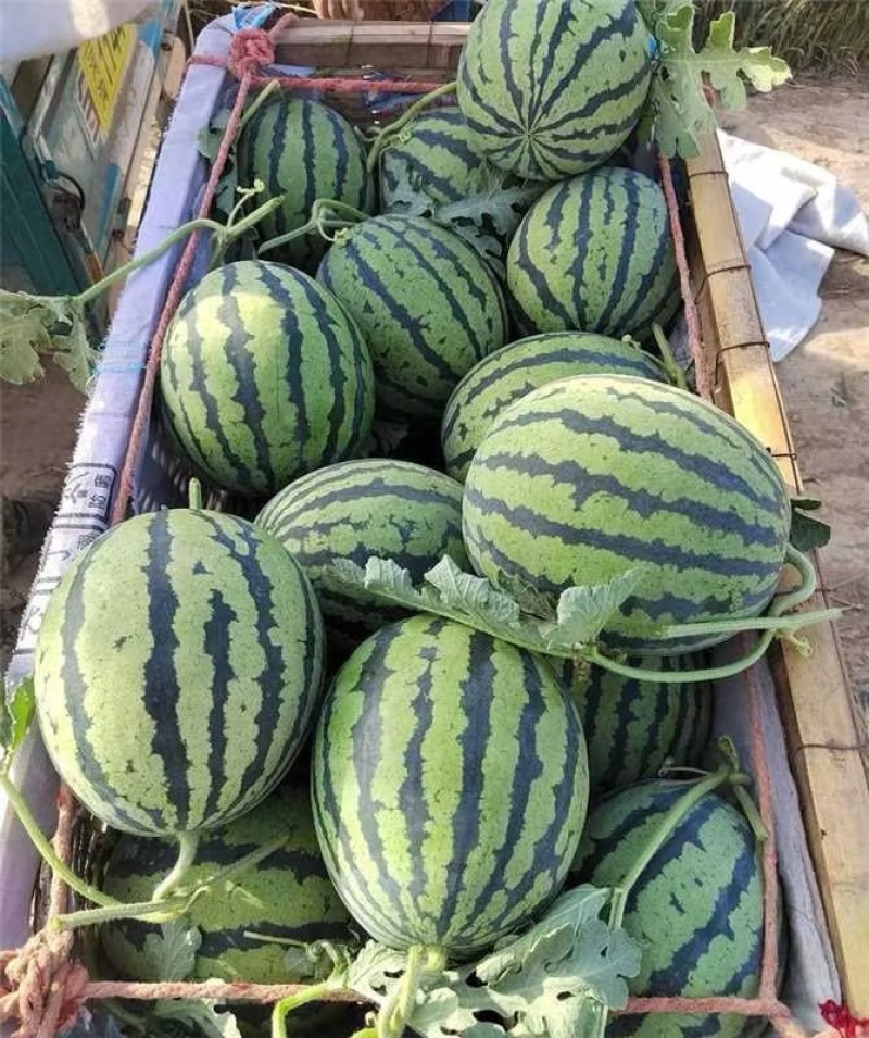 【甜王】甜王西瓜大量上市量大价有欢迎联系
