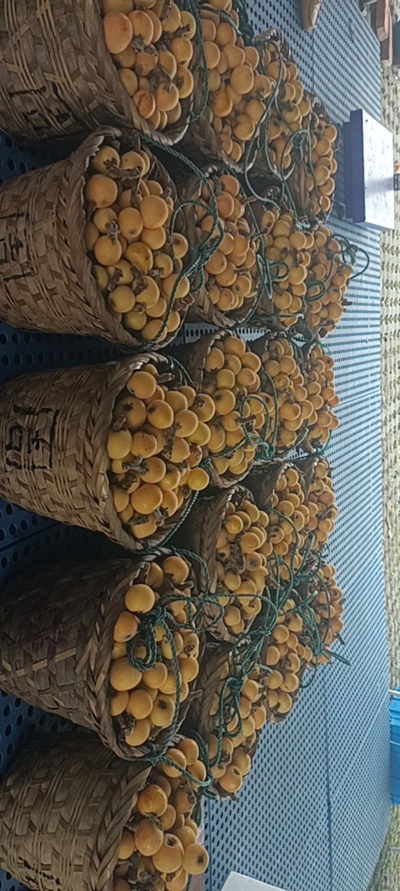 苏州东山白玉枇杷