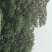 苏州东山白玉枇杷