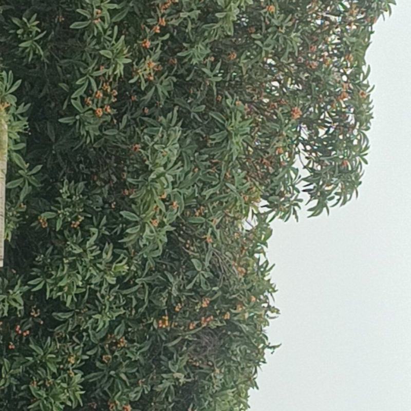 苏州东山白玉枇杷