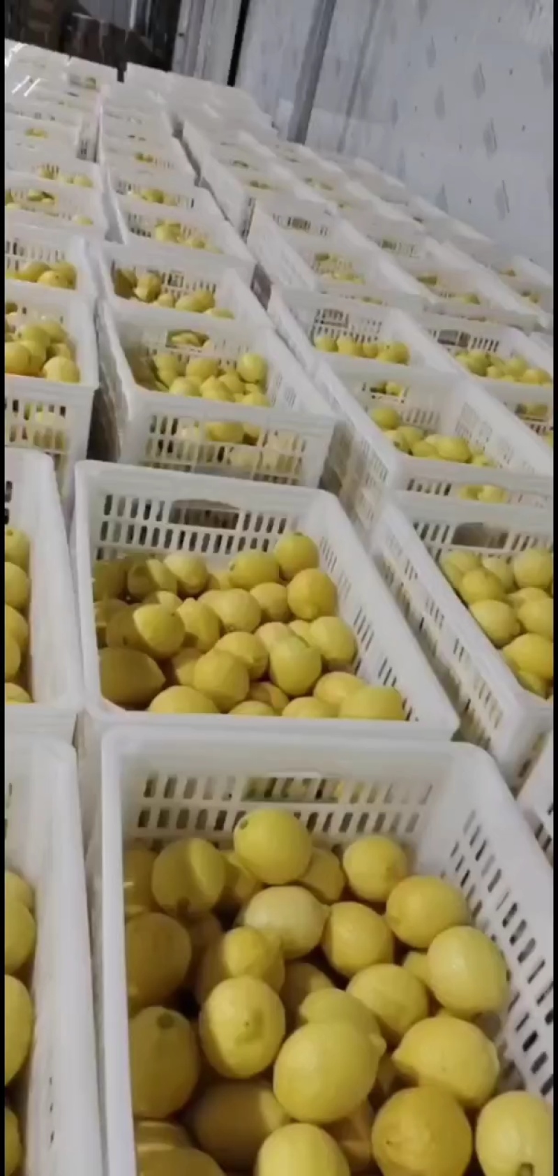 黄柠檬