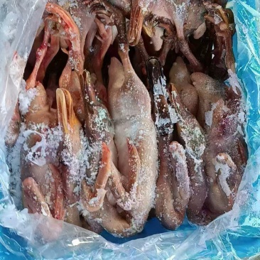 二级老麻鸭