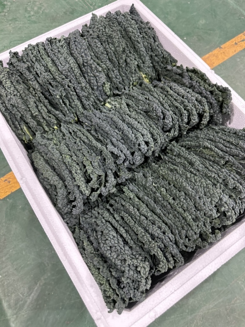 特色口感皱叶菜，榨汁专用，饮品加工菜，全国直发，产地直达