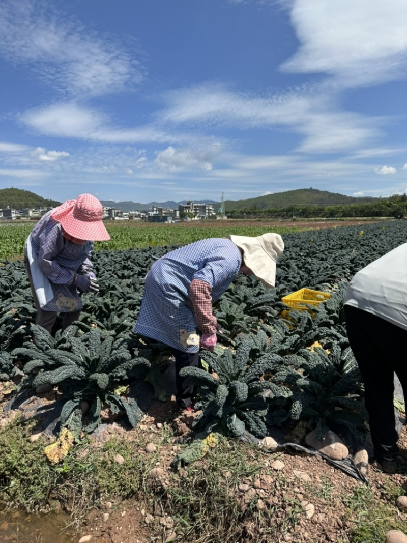 云南高原特色蔬菜皱叶菜，榨汁功能叶，加工叶